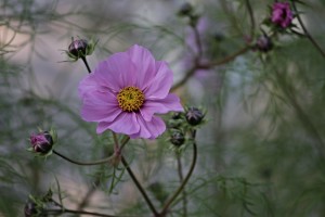 cosmea-2915444_1920