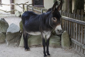 donkey-1676260_1920