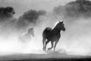 horse-430441_1920