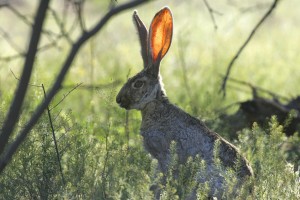 jackrabbit-673965_1920