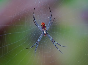 spider-3202834_1920